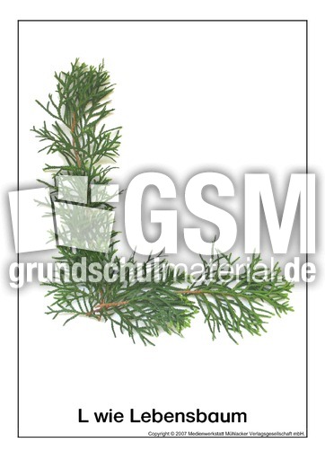 L-wie-Lebensbaum.pdf